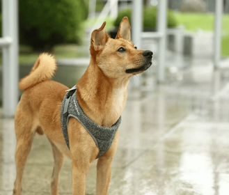 PETKIT Air Pro Dog Harness (size: Extra-Small)